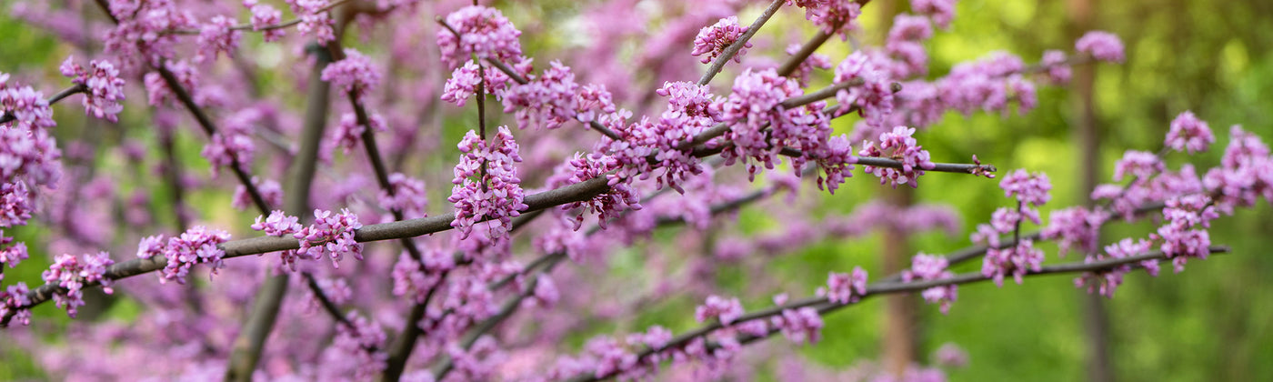 Gainier - Cercis