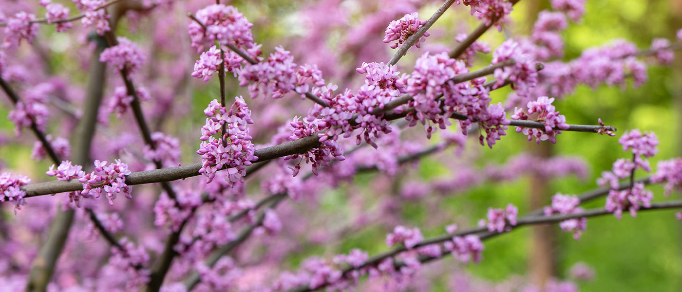 Gainier - Cercis