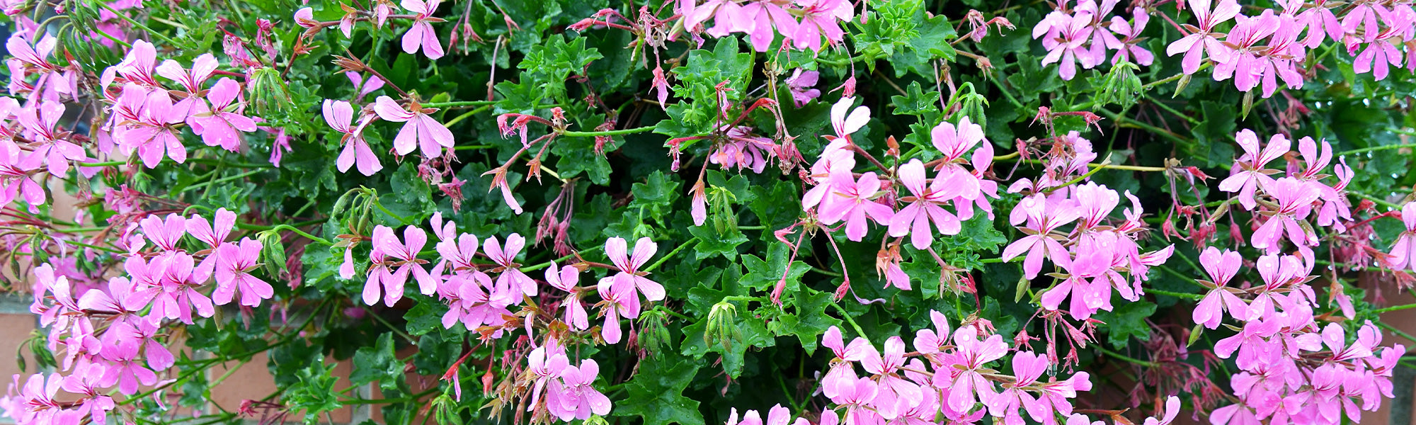 Géranium lierre - Pelargonium peltatum