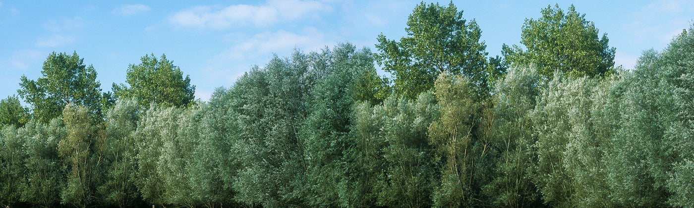 Grands arbres