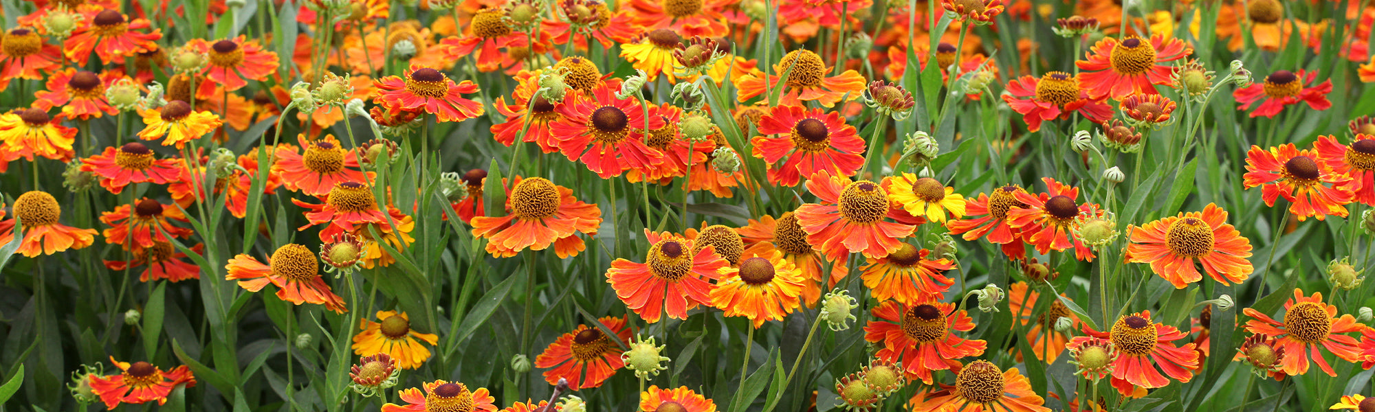 Hélénie de Bigelow - Helenium bigelovii