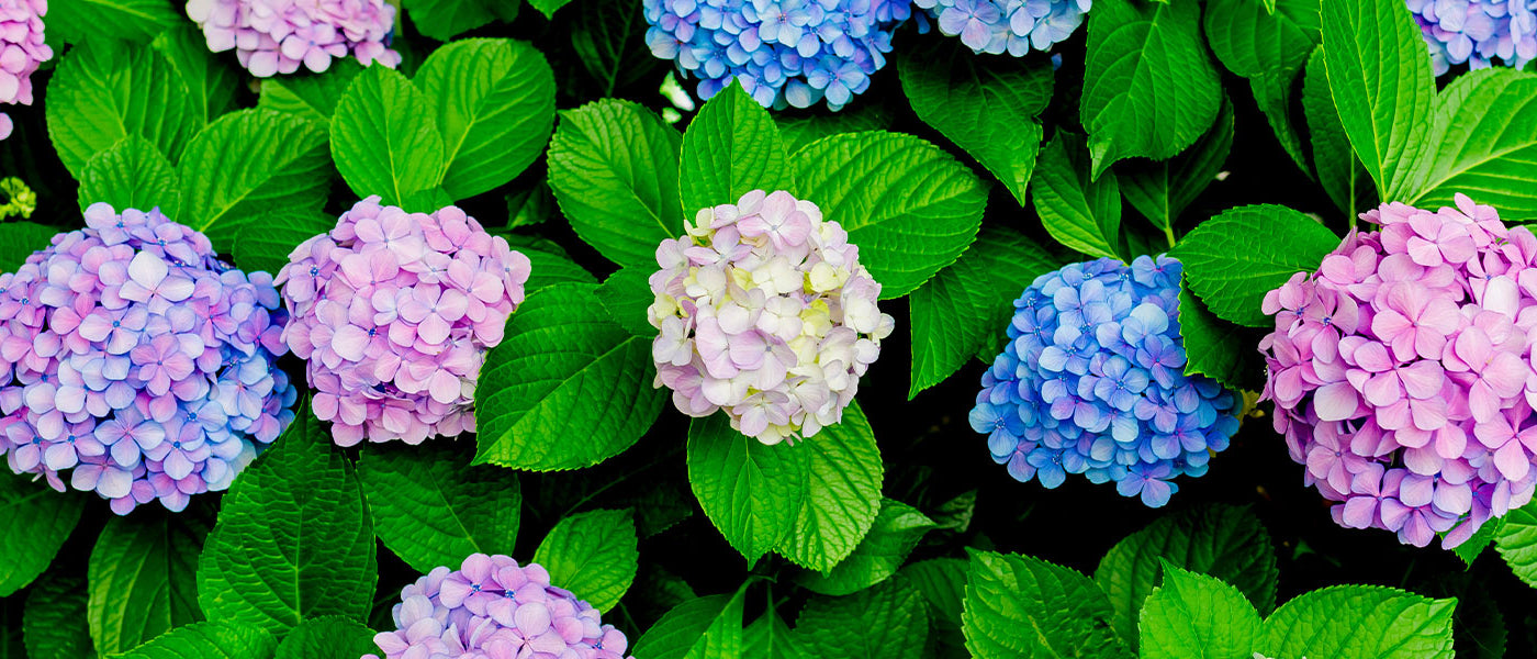 Hortensia à grandes feuilles - Hydrangea macrophylla