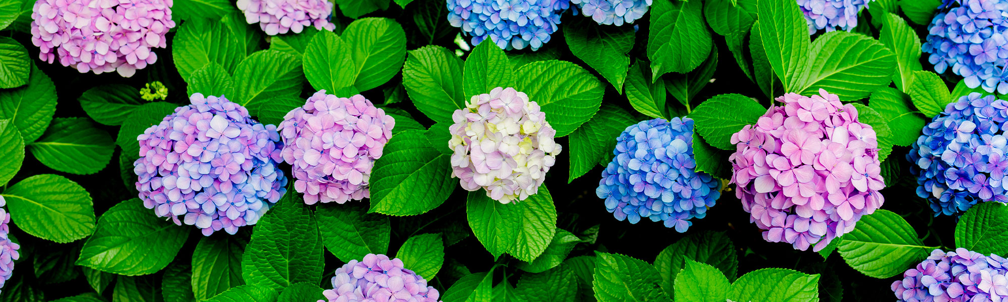 Hortensia à grandes feuilles - Hydrangea macrophylla