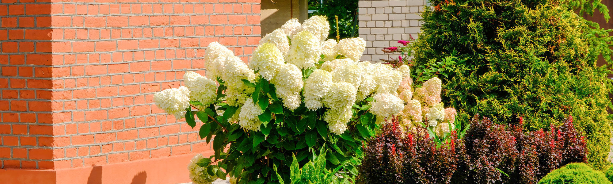 Hortensia paniculé - Hydrangea paniculata