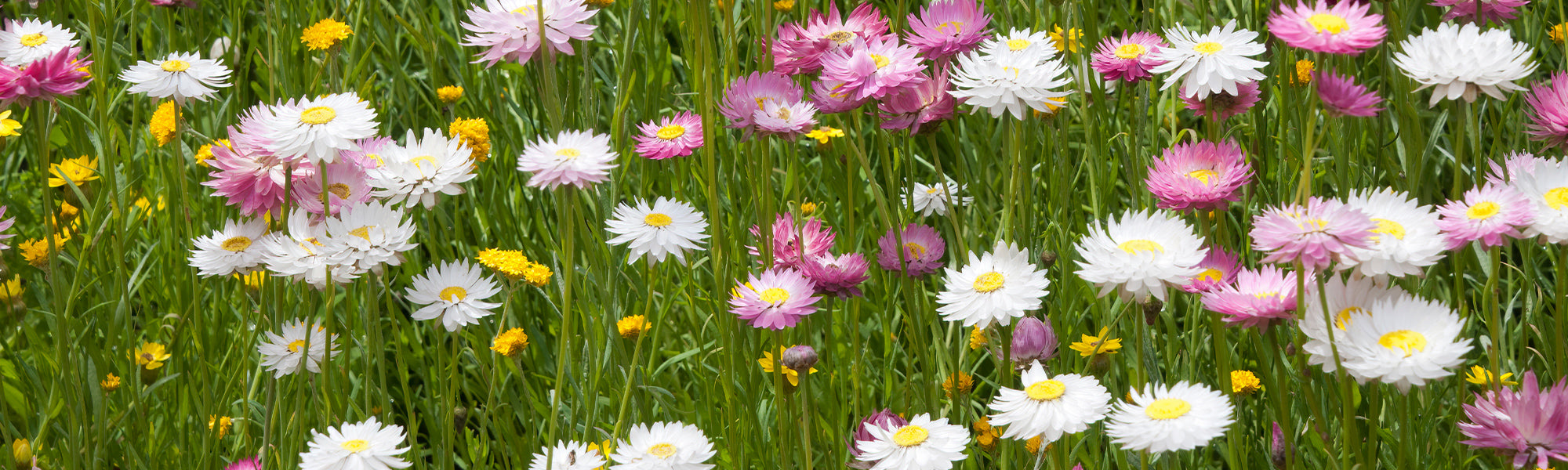 Immortelle d'Italie - Helichrysum italicum