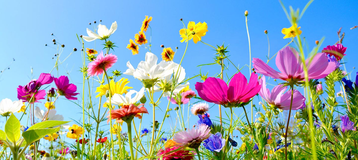 Jardin fleuri en été