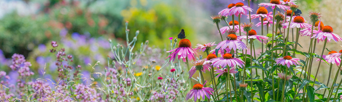 Jardin naturel et écologique