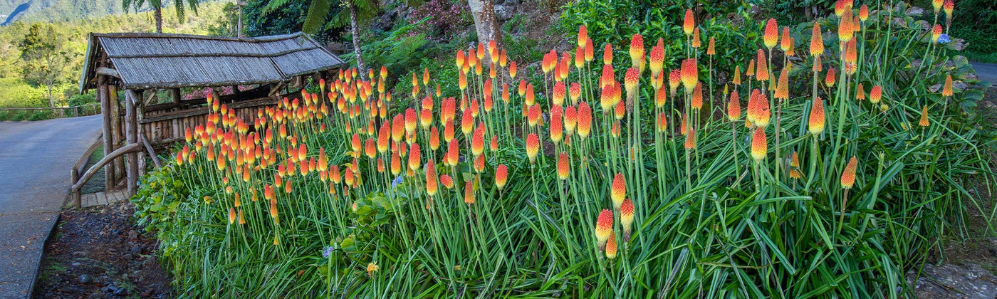 Kniphofia