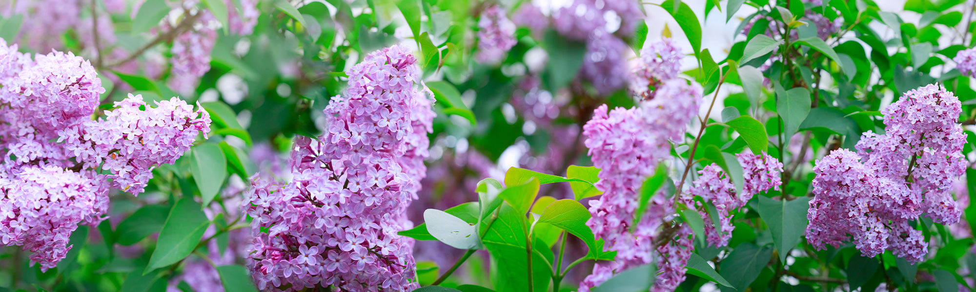 Lilas de Meyer - Syringa meyeri