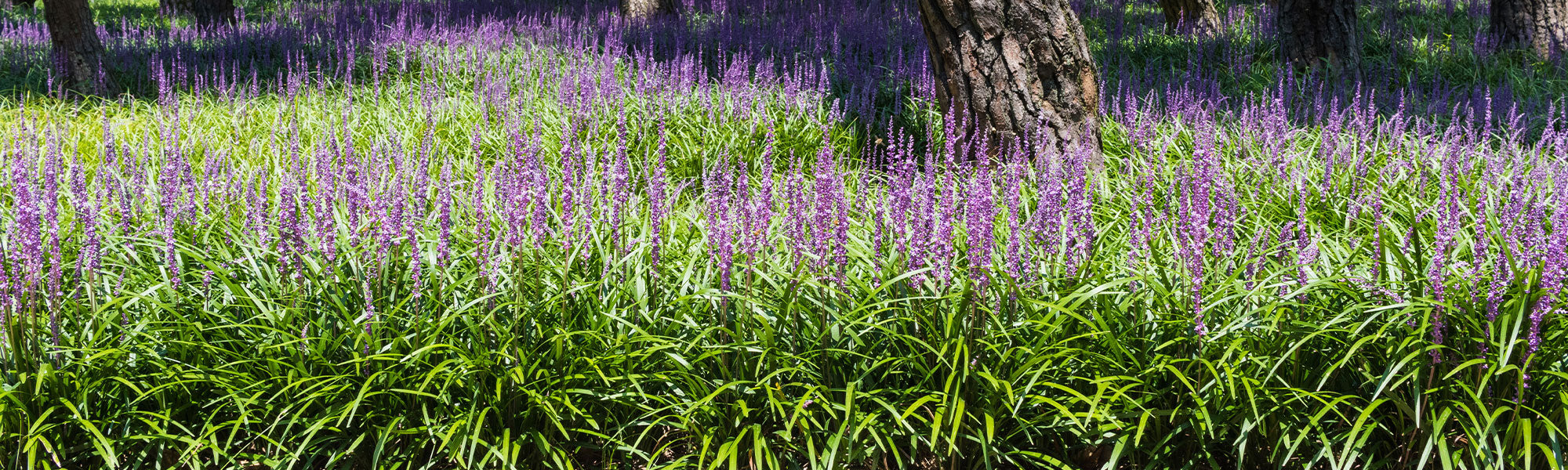 Muguet du Japon - Liriope muscari