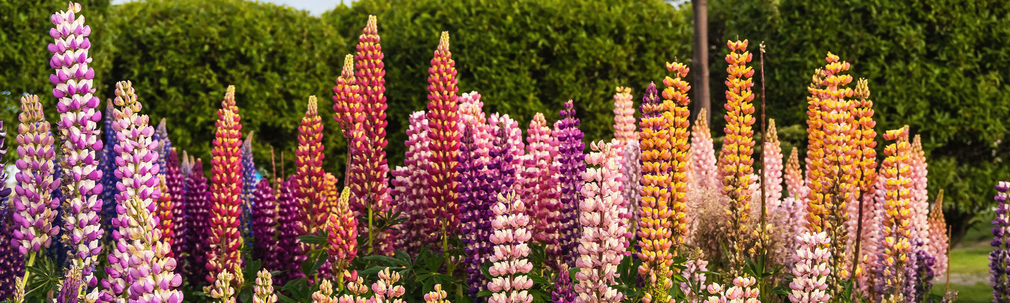 Lupin à feuilles nombreuses - Lupinus polyphyllus