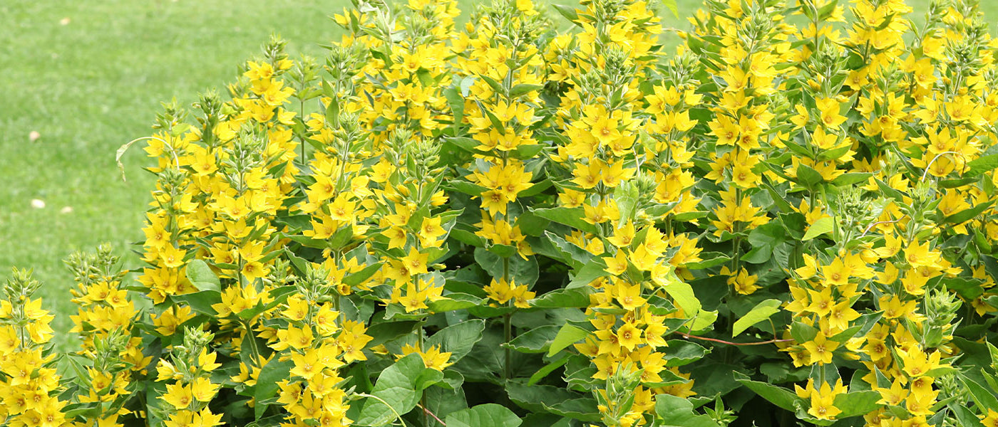 Lysimaque - Lysimachia