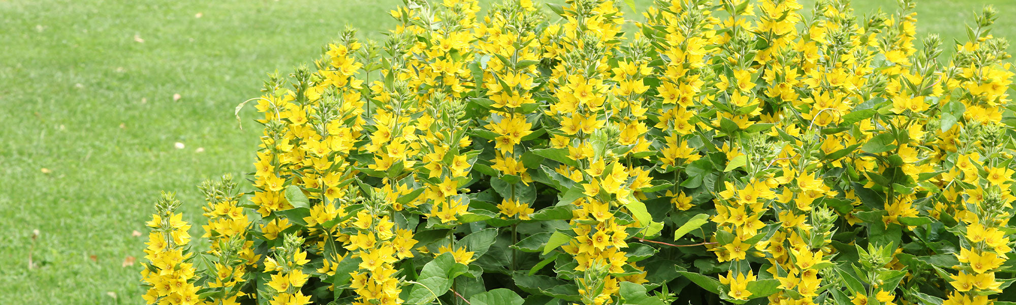 Lysimaque - Lysimachia