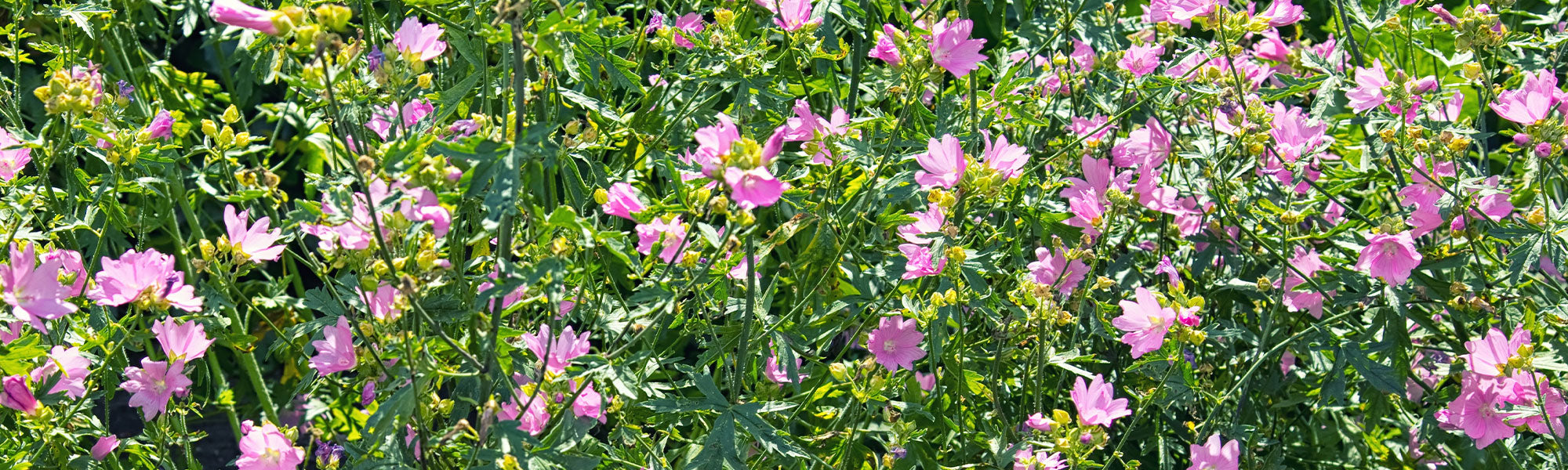 Mauve alcée - Malva alcea