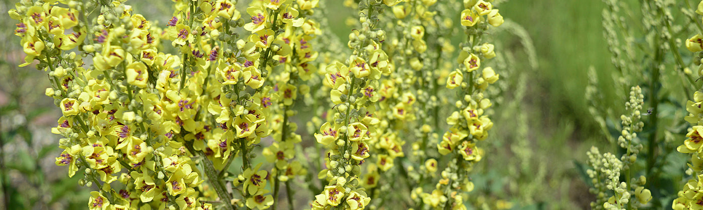 Molène - Verbascum