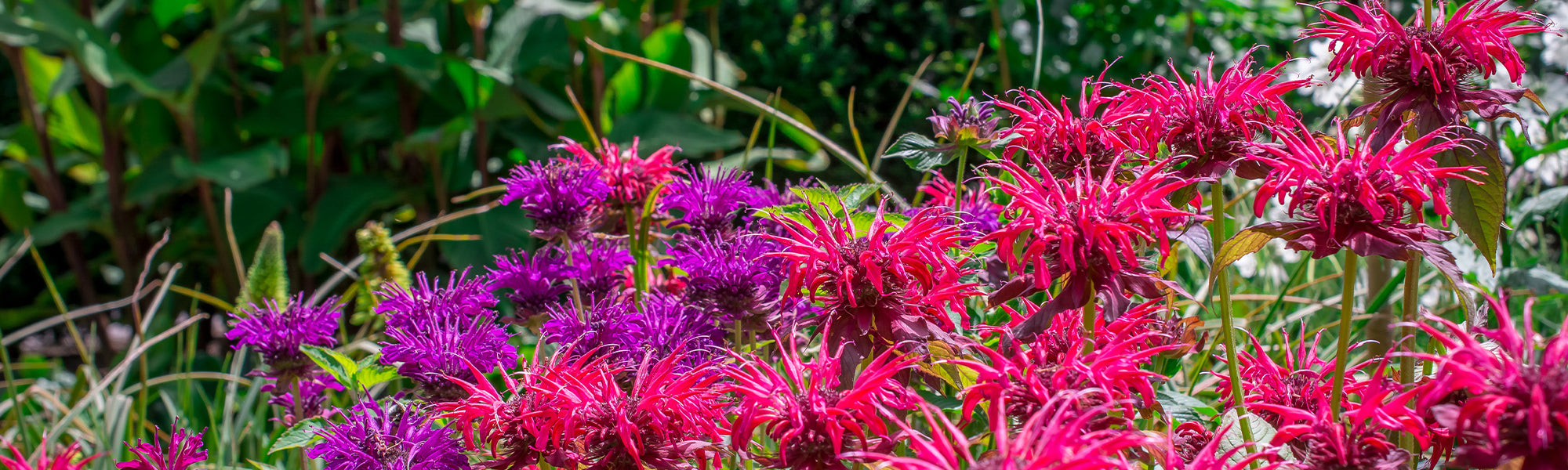 Monarde fistuleuse - Monarda fistulosa