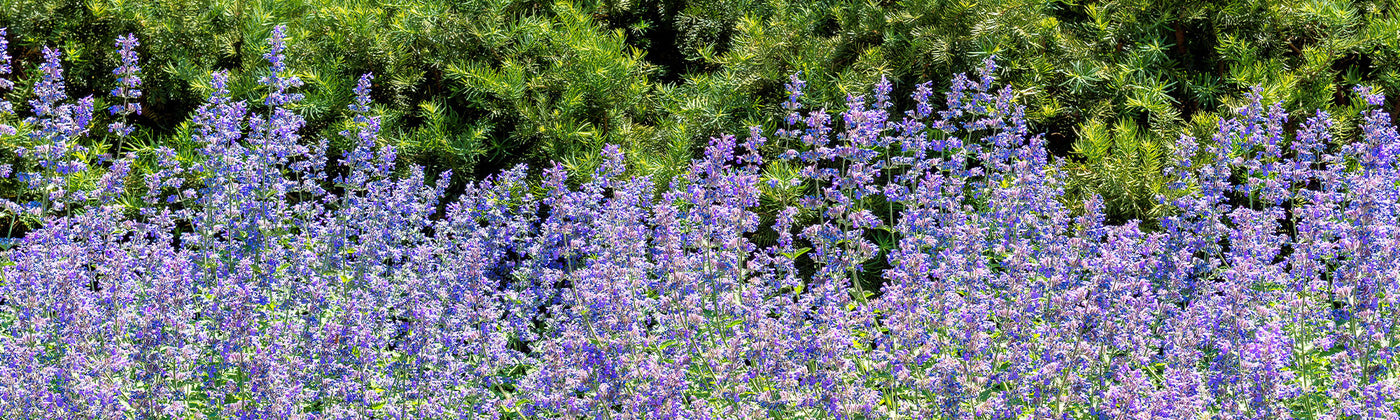Nepeta