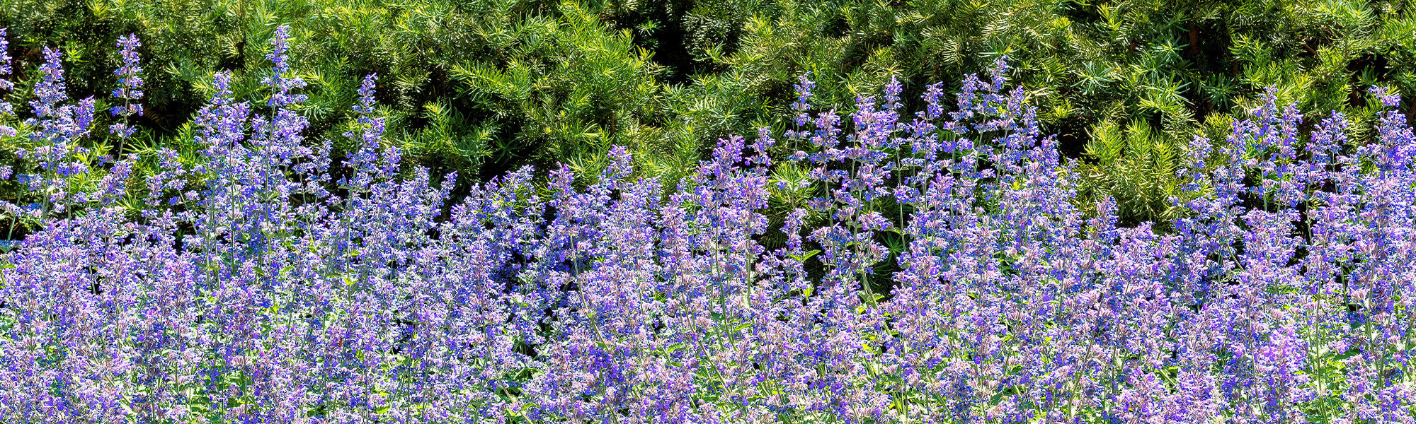 Cataire - Nepeta cataria