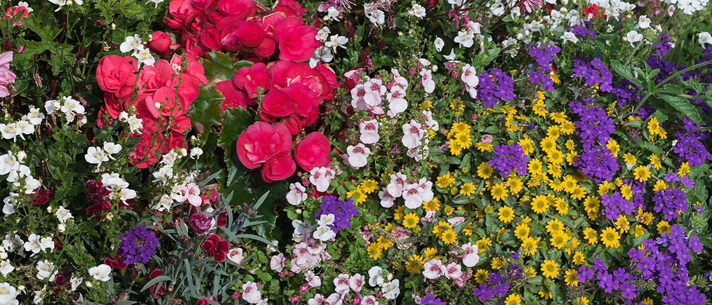 Nouveauté plantes annuelles