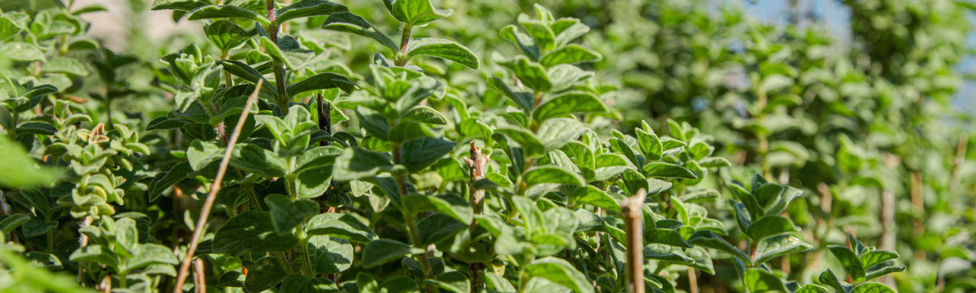 Origan - Origanum