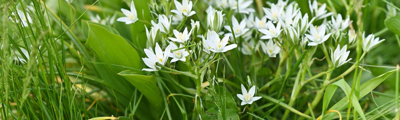 Ornithogale - Ornithogalum