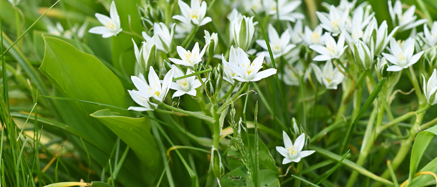 Ornithogale - Ornithogalum