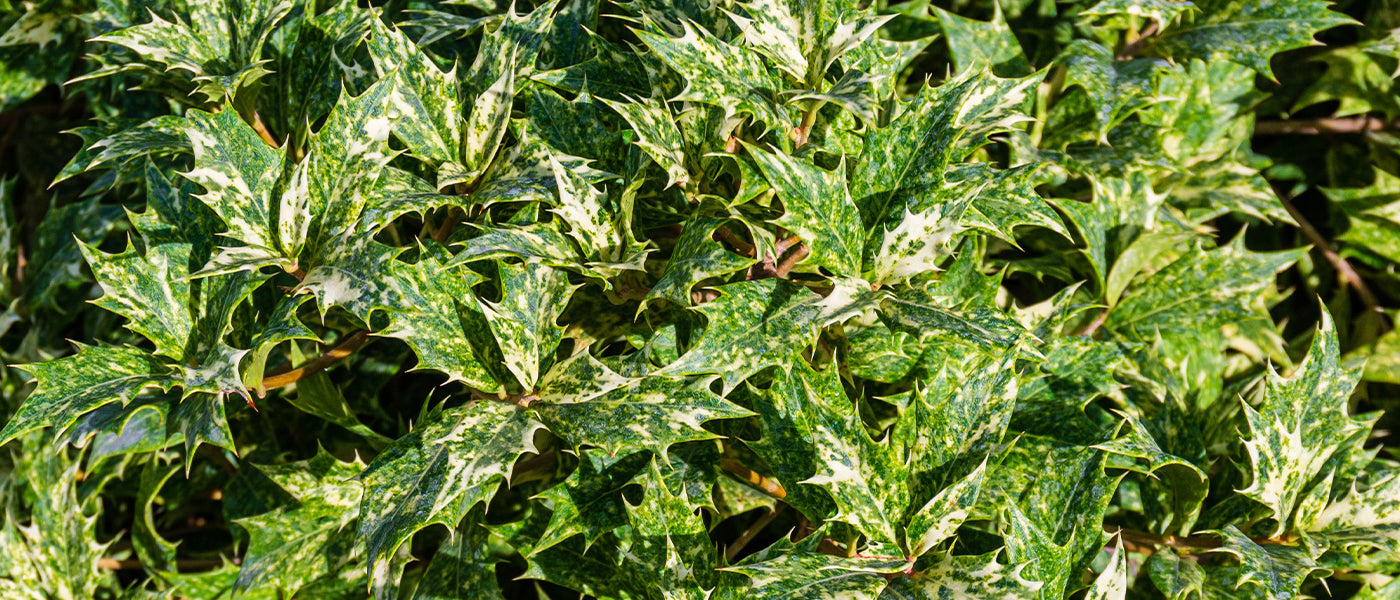 Osmanthe de Delavay - Osmanthus delavayi