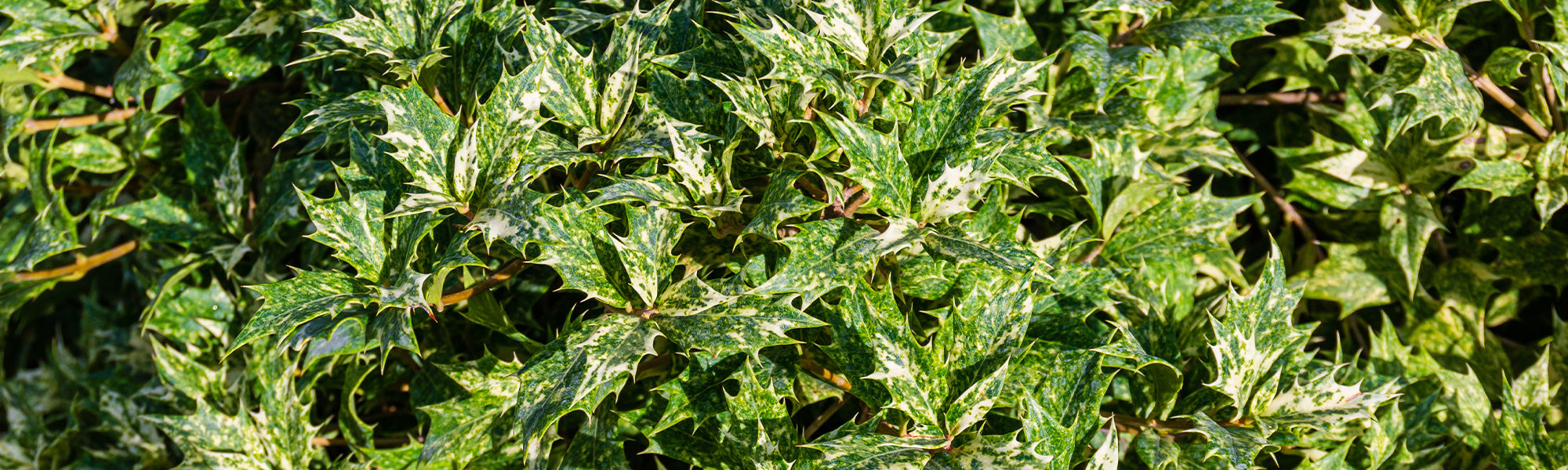 Osmanthe à feuilles variées - Osmanthus heterophyllus