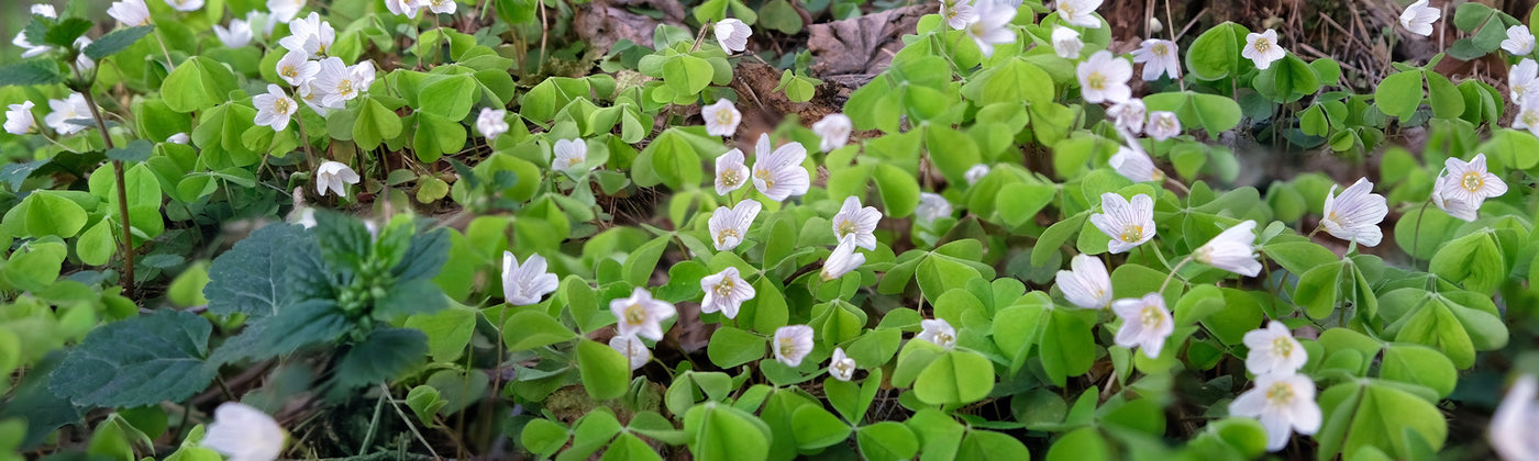 Oxalis