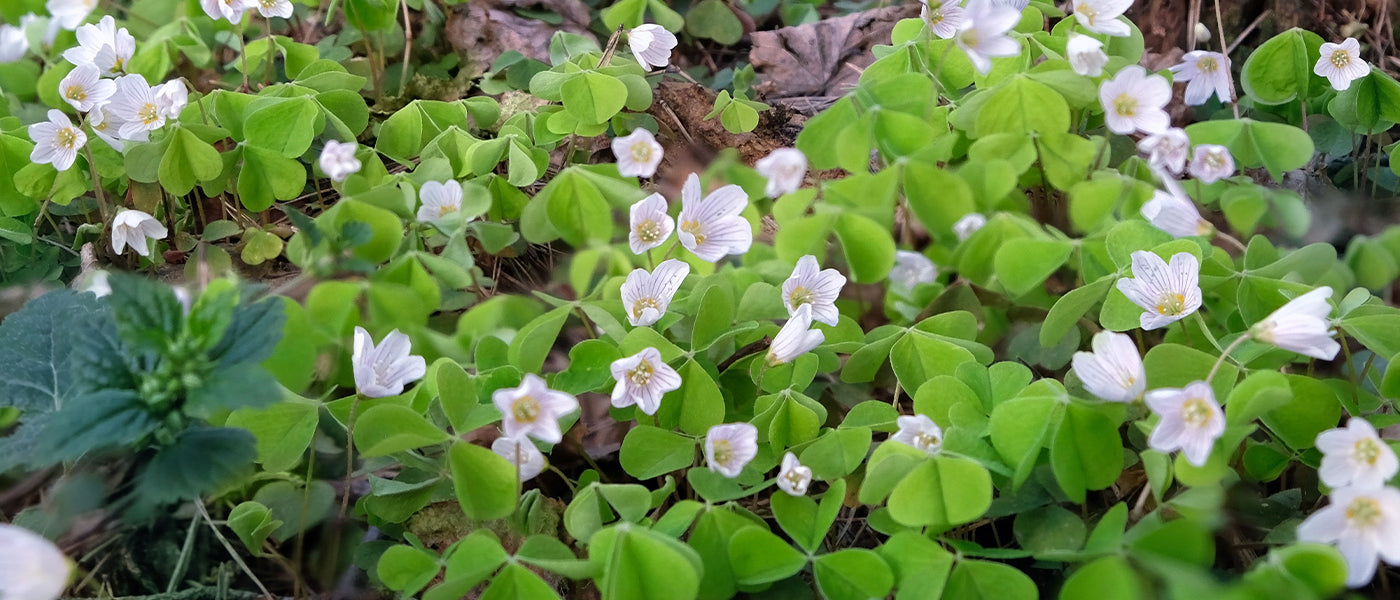 Oxalis