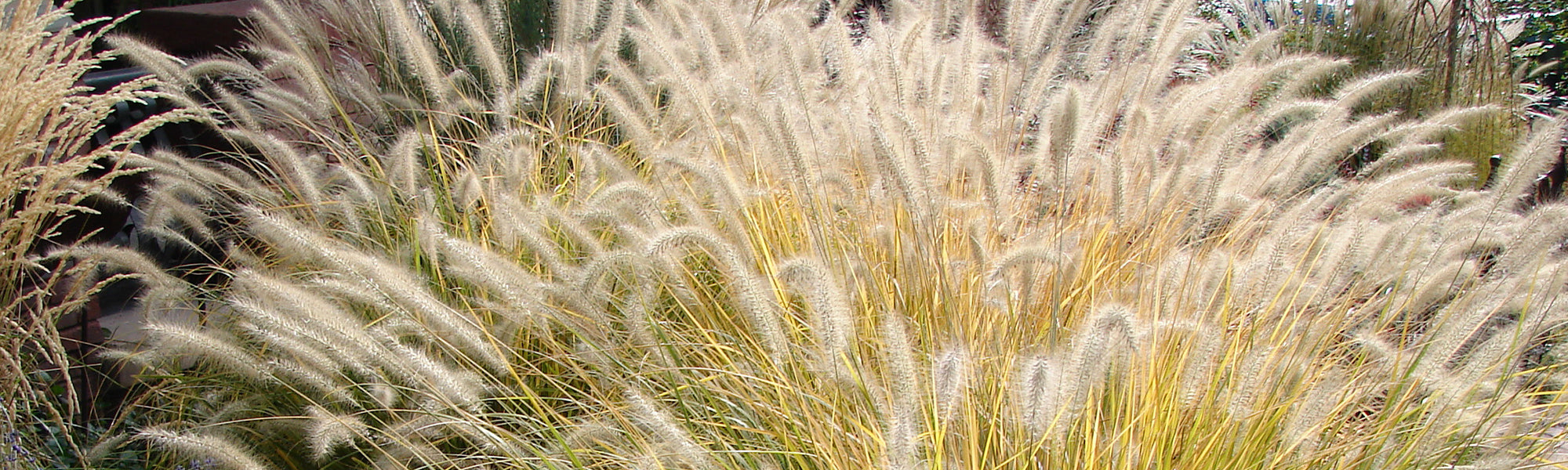Herbe à longues queues - Pennisetum macrourum
