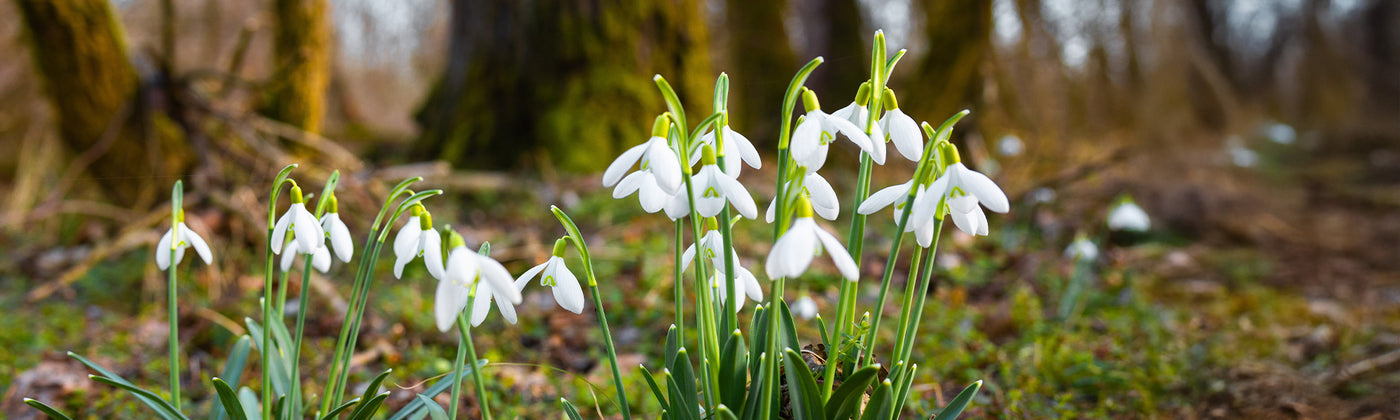Perce-neige - Galanthus