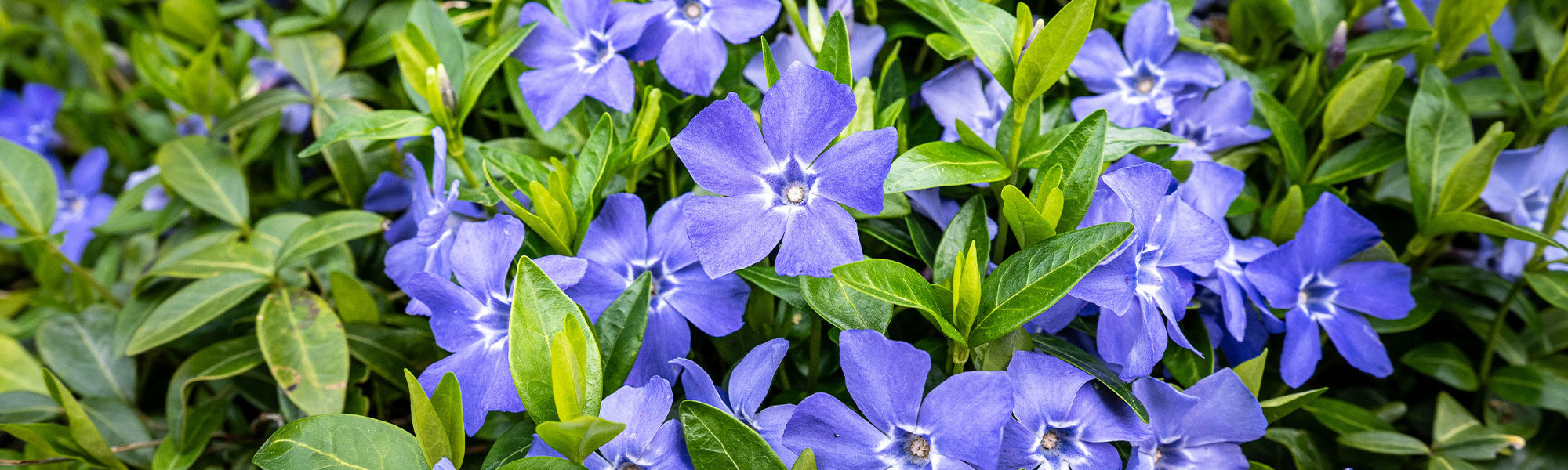 Grande pervenche - Vinca major