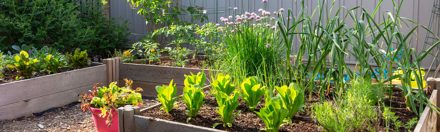 Plantes pour petit espace