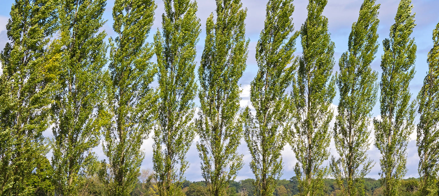 Peuplier - Populus
