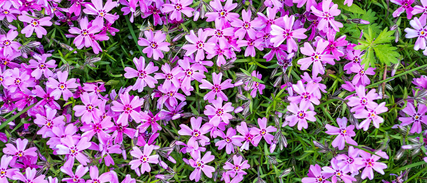 Phlox mousse - Phlox subulata