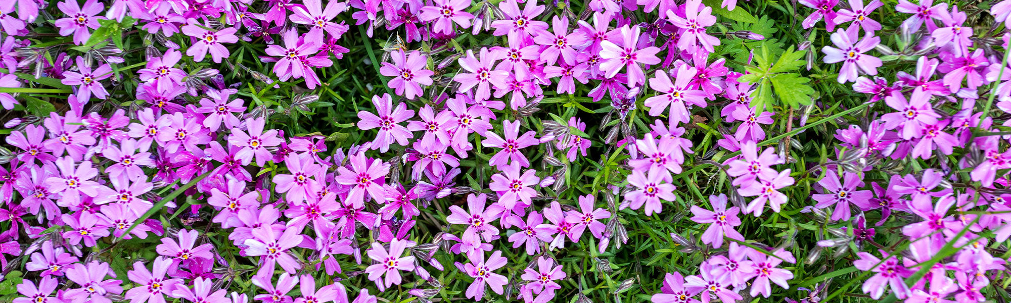 Phlox mousse - Phlox subulata