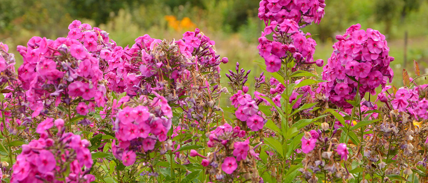 Phlox paniculé - Phlox paniculata