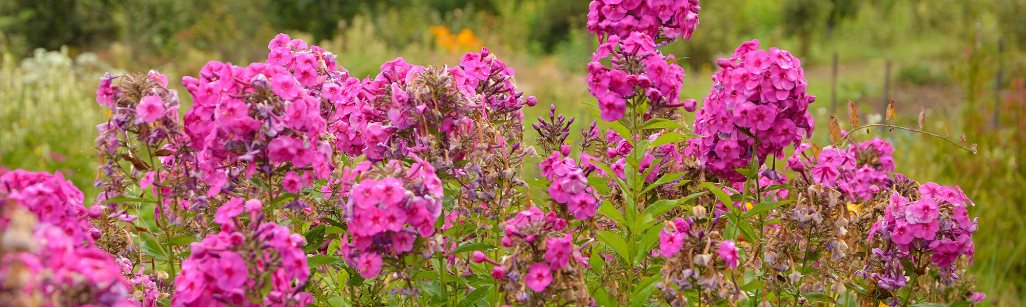 Phlox paniculé - Phlox paniculata