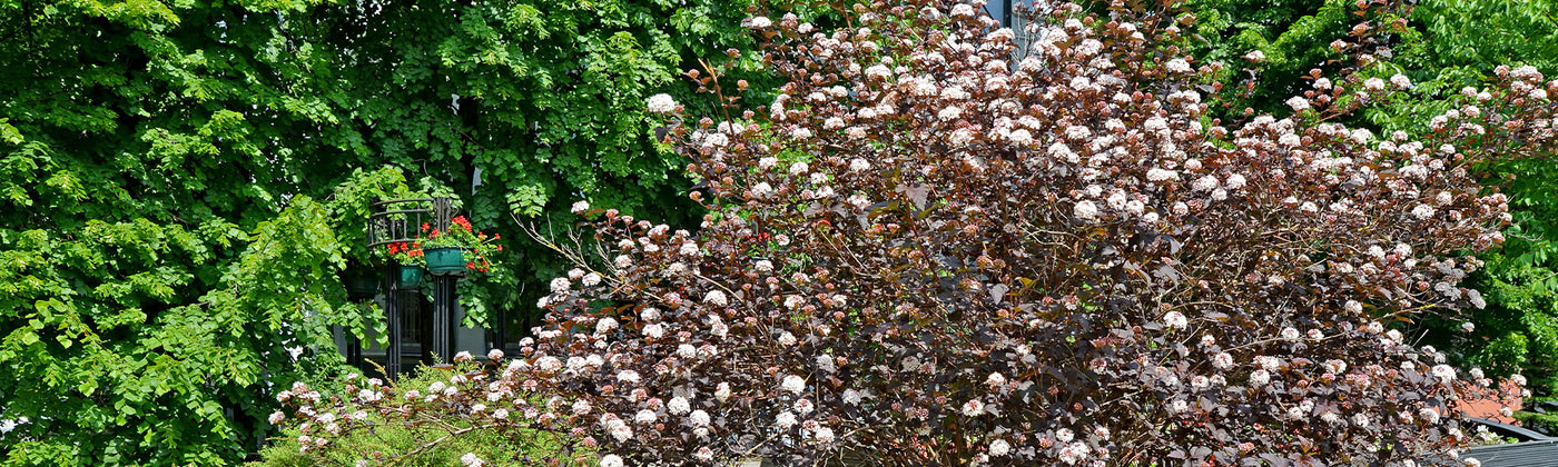 Physocarpe - Physocarpus