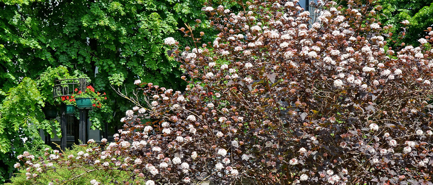Physocarpe - Physocarpus