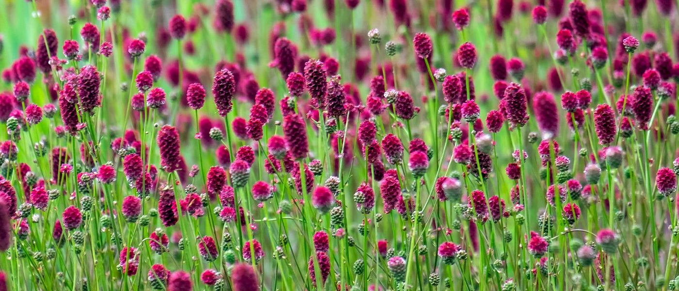 Sanguisorbe - Sanguisorba
