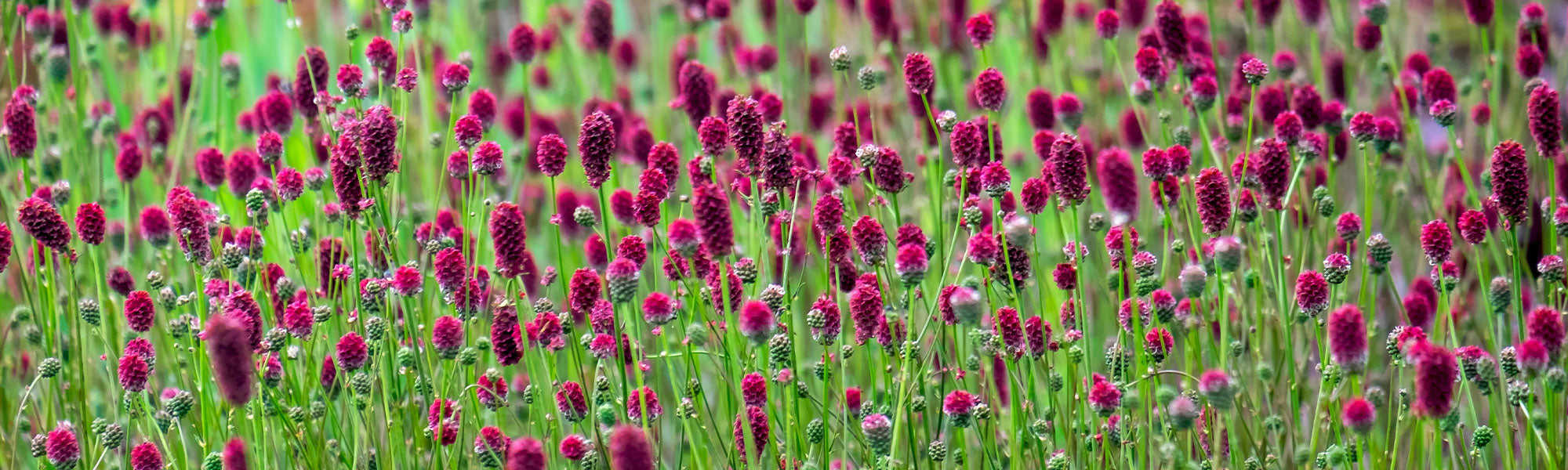 Sanguisorbe - Sanguisorba