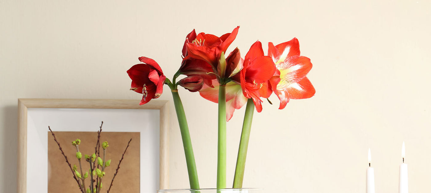 Plantes d'interieur fleurie