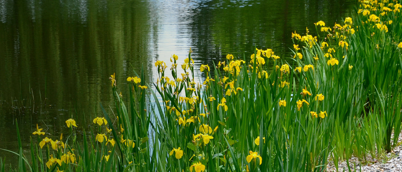 Plantes de berges