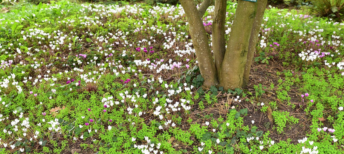 Plantes de sous-bois