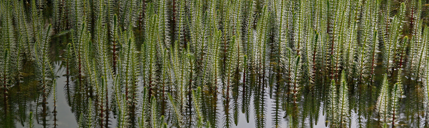 Plantes oxygénantes