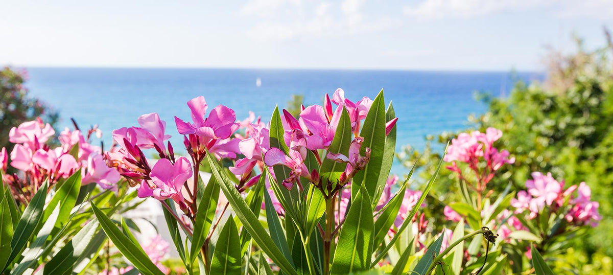 Plantes pour climat mediterranéen