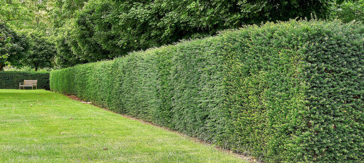 Plantes pour haie