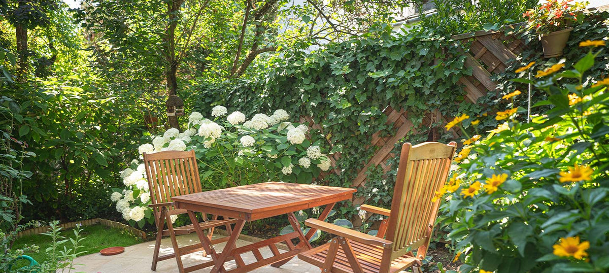 Plantes pour petit espace
